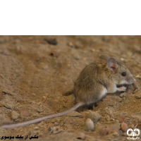 گونه همستر دم دراز زاگرسی Calomyscus bailwardi